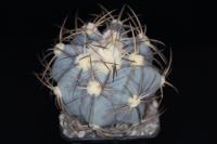 Echinocactus horizonthalonius VZD 063